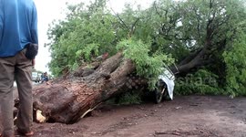 Street food seller killed by falling tree after sheltering under branches during storm