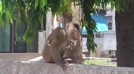 Turncoat monkey guards town hall taken over by primates in Thailand