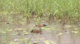 A pair of gorgeous, rare African Pygmy Geese swimming, feeding, dozing and preening