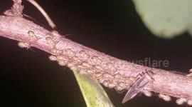 Skin-crawling footage of bark lice crawling in formation on branch