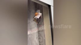 This will make your skin crawl! Spider wraps up its victim in a web in Texas