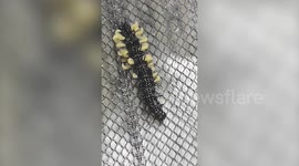 Stomach-churning footage of maggots seeping from caterpillar in the UK
