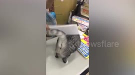 Chubby cat has relaxing back massage