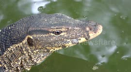Why did the monitor lizard cross the road? To have a fish dinner