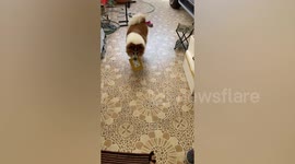 Pet Dog Delivers Parcel To Owner