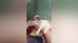 Puppy's tongue flaps around like a hand fan