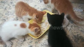 Four Cocoo Cats Eat Breakfast