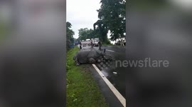 Rhino rests on roadside after wandering away from the forest during flood in India