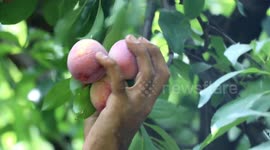 Kashmiri plum farmers troubled by weak harvest during COVID-19