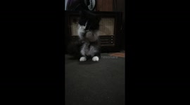Standing cat looks like singing in front of an old radio