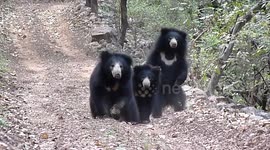 Sloth bears caught play fighting before seemingly posing for photos in India