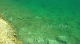 The brook trout can often be seen in the Bregava River