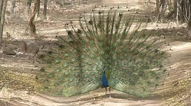 Peacock dances freely in the wilderness to attract female counterpart in northern India