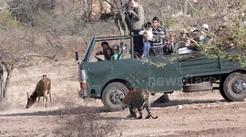 Quick-witted tigress uses safari jeep full of tourists as shield to hunt deer in India