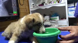 A story of saving Nut - injured puppy who can't walk