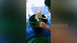 Pet cat cools off in bucket of cold water