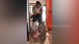 Thai man plays air guitar with broom for his two pet dogs