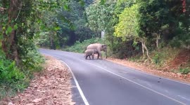 Mother elephant and baby jumbo walk across mountain road