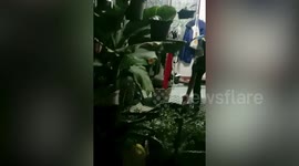 Family find cobra in their garden post in Thailand