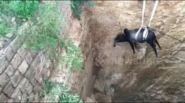 Fire service and locals team up to rescue bull that fell into 60-foot-deep well in south India