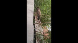 A Peacock at village residential