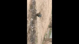 A Peacock drinking waste water