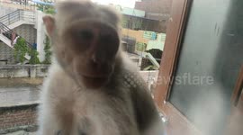 A monkey playing with mobile phone and Licking the phone
