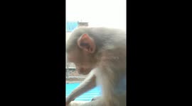 A monkey eating tomato