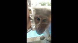 A monkey looking to mobile phone