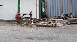 Wild Bird of Pray Sparrow Hawk hunting in a urban builders yard