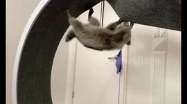 Silly raccoon goes airborne because she MUST rip out this carpeted wheel