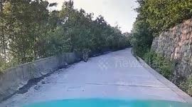 Taxi driver halts as wild Siberian tiger patrols Chinese motorway