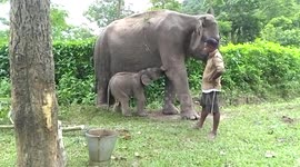 Officials delighted as elephant gives birth to male calf at national park in northeastern India