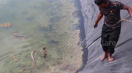 Rescuer gets into farm pond to save poisonous cobra in western India