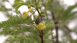 Beautiful scarab beetle munches ‘powder puff’ Sweet Thorn flower