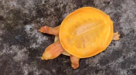 Rare yellow-coloured turtle found in southeastern India