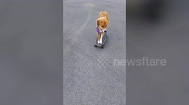 Pup spends quarantine learning how to skateboard