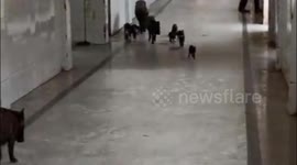 Police complaint against man who let  pigs inside corona hospital