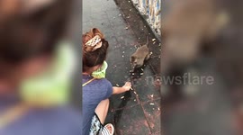 Cheeky monkey steals a handful of nuts only to slip onto its bottom while running away