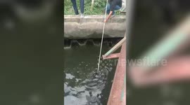 Kitten rescued after falling into filthy canal in Thailand