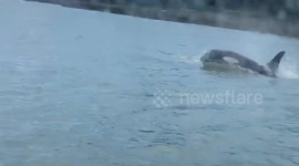 Killer whales get up close and personal with small fishing boat in Alaska