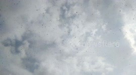 Horde of locusts descend on northern India's Rajasthan in attempt to devour crops