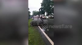 Longer Version_Rhino rests on roadside after wandering away from the forest during flood in India