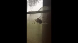 Spider dancing to the happy beat