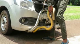 Large snake takes refuge in car's engine and refuses to be rescued in India