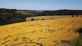 Stunning video shows sea of yellow at a wildflower meadow