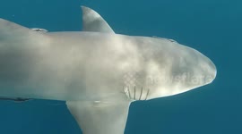 Scuba diver swims with lemon sharks in Jupiter, Florida