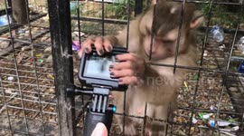 Persistent, sneaky monkey tries to steal tourist's camera in Vietnam