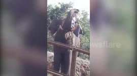 Aggressive elephant attempts to break construction barrier in southern India