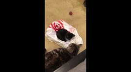 Cat shows how she really feels about new kitten